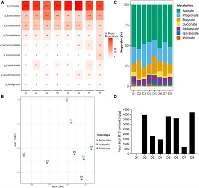 Healthy adult gut microbiota sustains its own vitamin B12 requirement in an in vitro batch fermentation model